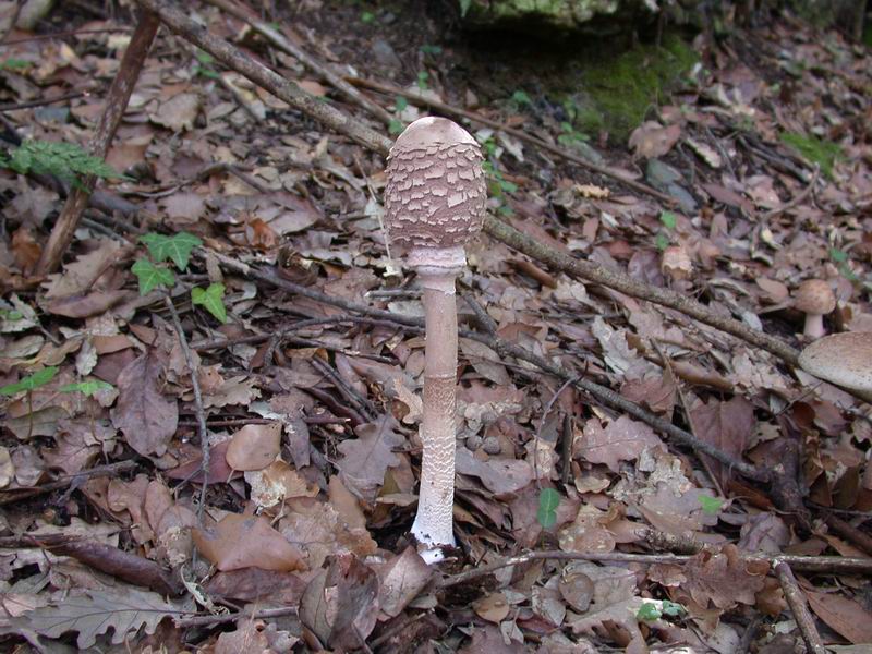 Escursione autunnale in Corsica - 3